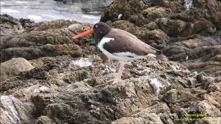 American Oystercatcher Haematopus palliatus by Antonio Silveira [upl. by Lissner]