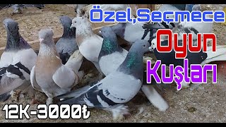 Özel Seçmece Oyun Kuşları [upl. by Oj]