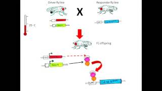 Gal4 gal80 system in drosophila [upl. by Etnud]