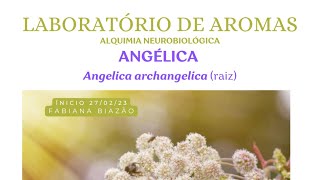 LABORATÓRIO DE AROMAS  ANGÉLICA Raiz [upl. by Eixam]