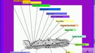 What is Bio Optic Holography Episode 2 [upl. by Philine]