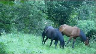 Musique douce chevaux dans la nature musique relaxante apaisante reposante [upl. by Florida150]