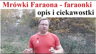 Mrówki Faraona faraonki opis i ciekawostki [upl. by Sadira]