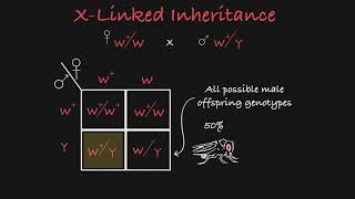 X Linked Inheritance Explained [upl. by Turtle642]