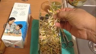 Como hacer Brotes de Soja Germinados de Soya Germinated Soybean [upl. by Eniarrol]