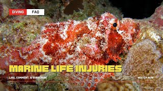 Marine Life Injuries amp Diving [upl. by Rayford]