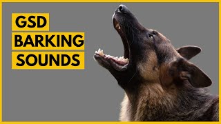 German Shepherd Barking Sounds Compilation See How Your GSD REACTS [upl. by Roswald594]