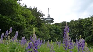 Den Vogelsberg entdecken Hoherodskopf [upl. by Diley]