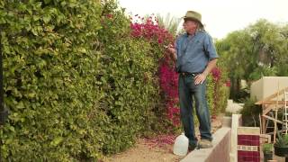 How to properly prune Bougainvillea [upl. by Latsyrcal]