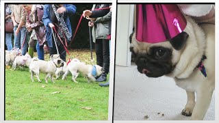 PUG PARTY Ellies 1st Birthday  MoreTDM [upl. by Elyrad]