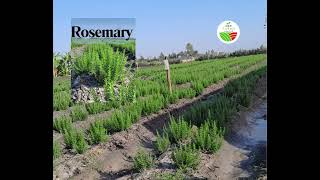 How to grow HerbsRosemaryThymeampSpearmint [upl. by Odlaniger489]