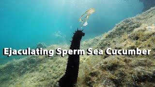 Ejaculating Sperm Sea Cucumber [upl. by Aillij647]