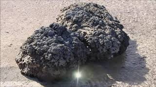 Stromatolites in Hamelin Pool Documentary Australia Jan 9 2020 [upl. by Eenot379]