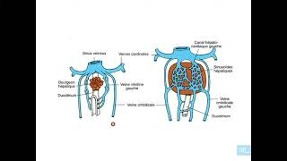 9  Embryologie de système veineux Partie 1 [upl. by Jabez186]