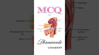 Anatomy MCQ on phrenicocolic ligament shorts phrenicocolicligament [upl. by Adilen104]