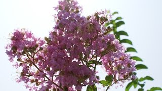 Crape Myrtle  Quick Facts [upl. by Eelta]