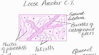 Lets learn to draw Loose Areolar connective tissue [upl. by Frankie]