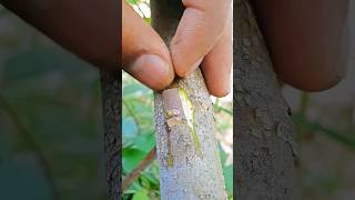 Grafting Fig Tree Very Easy 1 grafting [upl. by Layol]