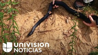 Frente a la invasión de pitones Florida libera serpientes autóctonas en los Everglades [upl. by Medwin]