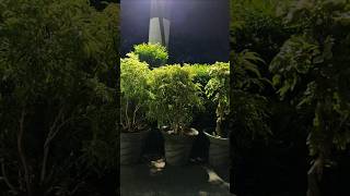 Night View of Tropical Plants plants garden tropicalplants [upl. by Nessa]