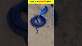 যেকোনো মূল্যে এই সাপকে এড়িয়ে চলুন Avoid THIS Snake at All Costsviralshortsnacks amazingfacts [upl. by Polish786]