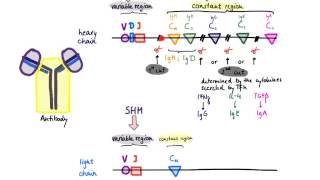 Brandls Basics Somatic hypermutation and class switch recombination [upl. by Osnohpla]