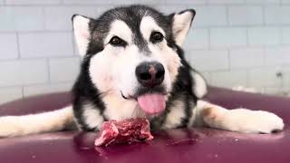 Playful Malamute Flips Raw Steak Onto Waterbed For Hilarious Mealtime Antics alaskanmalamute [upl. by Elysha]