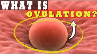 What Is Ovulation How Long Does Ovulation Occur Understanding Ovulation Process 🥚 [upl. by Zadoc]