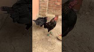 Broody fillings chicken aseel broodyviralshort [upl. by Aisad27]