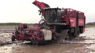 CichoreiBieten oogst 2024  Vervaet Q 616 op rupsen  Fendt 724 met Bergmann RRW 400  Tracks  wet [upl. by Ahsinan213]