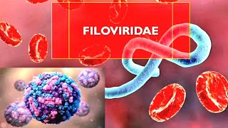 Filoviridae🦠 Filovirus🧬 Ebola Virus 🧫 Microbiology 🏥Biology⚕️ microbiology youtube youtubeshorts [upl. by Barboza]