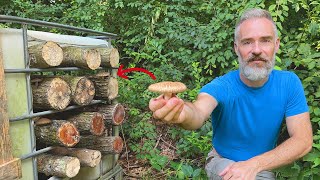 How to Grow Shiitake Mushrooms in Logs [upl. by Tewfik847]