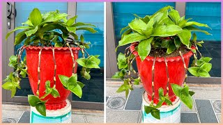 Elevate your garden with spectacular potted plants You wont believe what happens next [upl. by Gans]