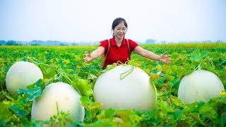 Harvesting Melon amp Goes To Market Sell  Gardening And Cooking  Lý Tiểu Vân [upl. by Tarrel]