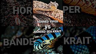 Horned Viper VS Banded Sea Krait snake viper youtubeshorts whoisstrongest trending shorts [upl. by Ardnasac]