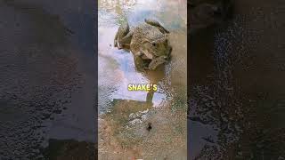 African Bull Frog Eats Snake Alive [upl. by Amaty]