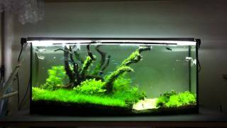 Green Nature Aquarium part 48 [upl. by Genet]