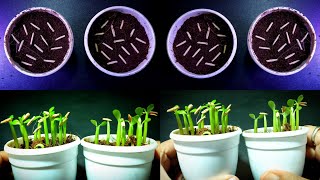 Adenium Seedlings Germination Process Step By Step  How To Grow Adenium From Seeds [upl. by Novelc275]