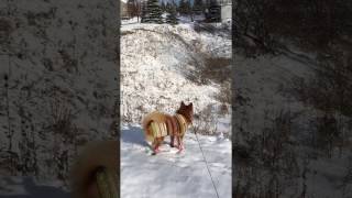 Finnish spitz with coat and boots really [upl. by Tobie]