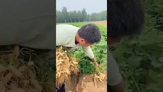 Harvesting process of peanuts [upl. by Ahsiyk]