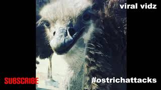 Ostrich Attacks  Compilation [upl. by Ecirtram768]