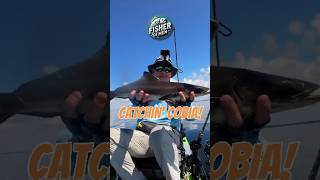 Kayak Angler landing a Cobia saltwater kayakangler kayakfishing [upl. by Ydda]