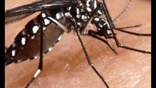 Documentary Film on Dengue Mosquito [upl. by Assillem]