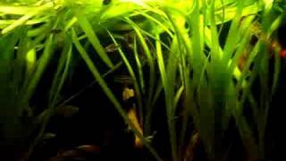 My Purple Cichlids in fish tank  Purpurprachtbarsche 22 [upl. by Sulamith]