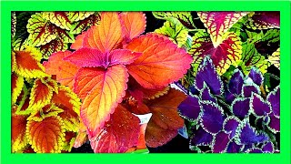 How To Grow Coleus From Cuttings  Coleus Propagation [upl. by Landahl]