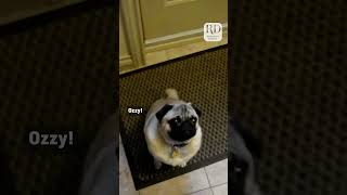 Hilarious Pug Screams When Told to Go to Bed [upl. by Atsylac539]