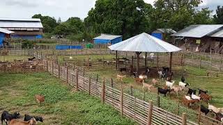 4th Dec 2019 Goat farming in Philippines [upl. by Juliane]