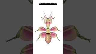 Day 4 Hymenoptus Coronatus Orchid Mantis Order  Mantodea mantises bugtober inktober [upl. by Esinad404]