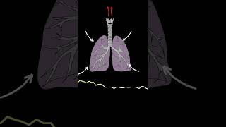 AUSCULTACIÓN PULMONAR RONCUS ruidos pulmonares normales y anormales medicina shorts [upl. by Fidelis]