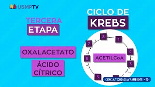 Metabolismo celular  curso completo didáctico  USMPTV [upl. by Nnyleimaj850]